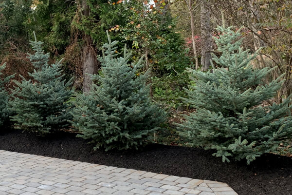 French Drain Installation & Repair French Drain Installation & Repair