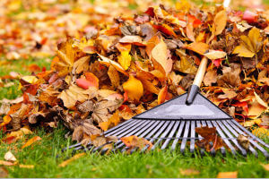 Yard clean up shop services